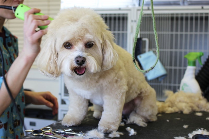 veterinaire-BAUDINARD SUR VERDON-min_white_dog_grooming_pet_pet_grooming_salon_groomer_fur-678977